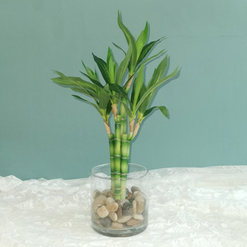 Outdoor Furniture Green - Nieuwe 40cm kunstmatige geluksbamboe succulent nepplant